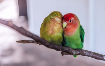 aplikacje mobilne na codzień, papugu