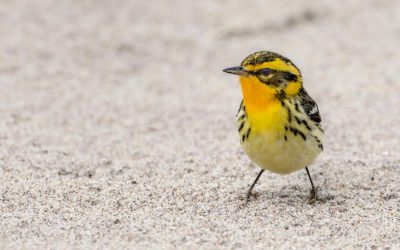 produktywność, produktywność osobista, mobile apps, productivity, deep work